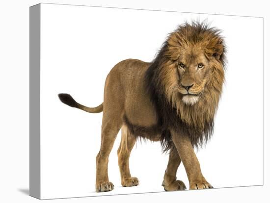 Side View of a Lion Walking, Panthera Leo, 10 Years Old, Isolated on White-Life on White-Premier Image Canvas