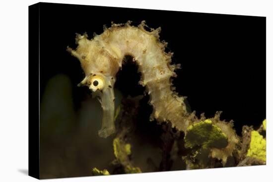 Side View of a Pale Cream Colored Thorny Seahorse-Stocktrek Images-Premier Image Canvas