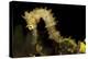 Side View of a Pale Cream Colored Thorny Seahorse-Stocktrek Images-Premier Image Canvas