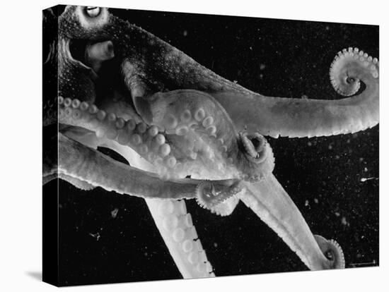 Side View of an Octopus Swimming with Tentacles and Eye Prominent-Fritz Goro-Premier Image Canvas