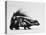 Side View of Skunk-Loomis Dean-Premier Image Canvas