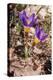 Sieber's crocus in a garden, Italy-Paul Harcourt Davies-Premier Image Canvas