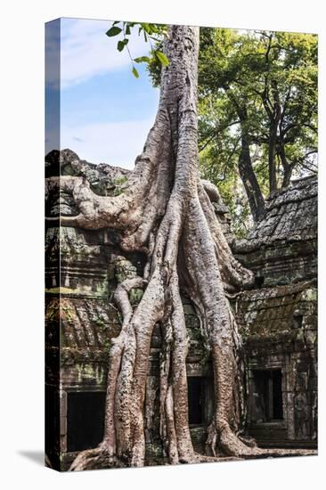 Siem Reap, Cambodia. Giant trees and roots overgrow the ancient ruins and towers of Ta Prohm Temple-Miva Stock-Premier Image Canvas