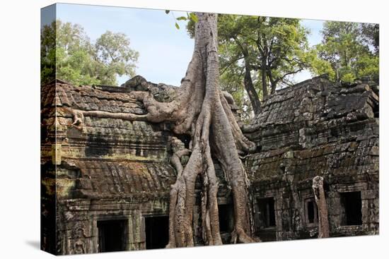 Siem Reap, Cambodia. Giant trees and roots overgrow the ancient ruins and towers of Ta Prohm Temple-Miva Stock-Premier Image Canvas