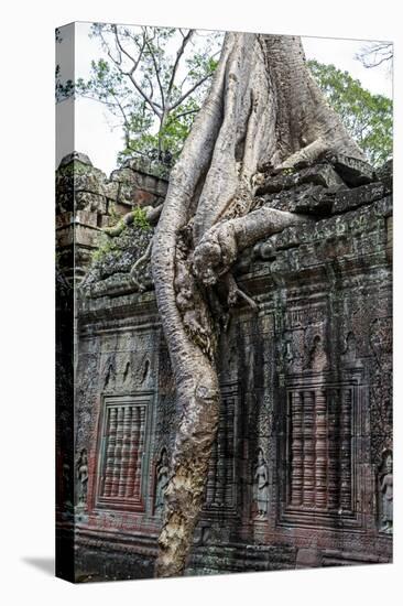 Siem Reap, Cambodia. Giant trees and roots overgrow the ancient ruins of the Bayon Temple in Preah -Miva Stock-Premier Image Canvas