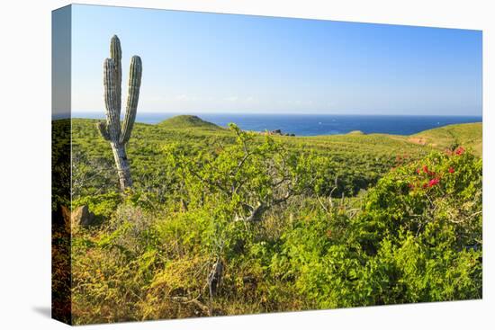 Sierra de la Laguna Canyon, near Los Cabos, Baja California, Mexico. Cardon cactus.-Stuart Westmorland-Premier Image Canvas