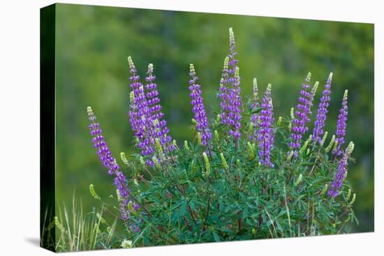 Sierra lupine, Tuolumne Meadows, Yosemite National Park, California-Adam Jones-Premier Image Canvas