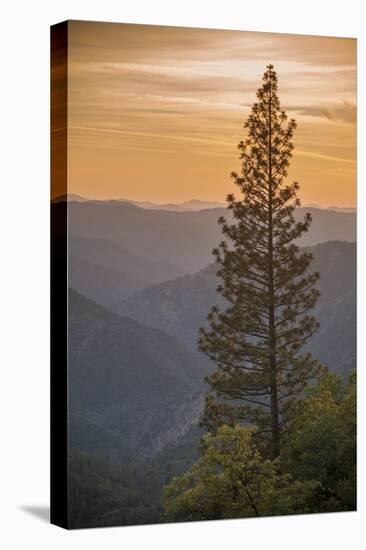 Sierra Nevada Mountains with Ponderosa Pine-Richard T Nowitz-Premier Image Canvas