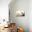 Siesta Dog-Javier Brosch-Premier Image Canvas displayed on a wall