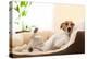 Siesta Dog-Javier Brosch-Premier Image Canvas