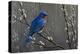 Signals of Spring - Eastern Bluebird-Wilhelm Goebel-Premier Image Canvas