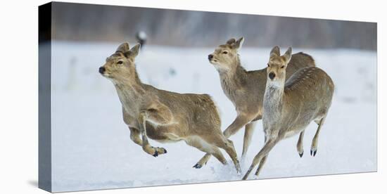 Sika Deer (Cervus Nippon) Three Females Running and Playing in Snow. Hokkaido, Japan, March-Wim van den Heever-Premier Image Canvas