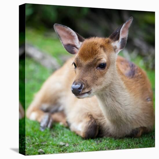 Sika Deer (Lat. Cervus Nippon) Doe-l i g h t p o e t-Premier Image Canvas