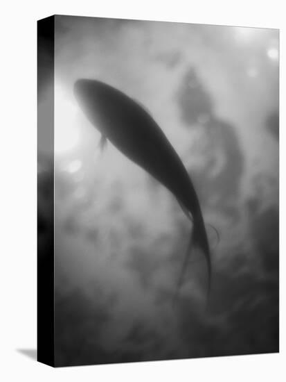 Silhouette of a Fish-Henry Horenstein-Premier Image Canvas