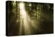 Silhouette of a Man Standing in the Sunrays of a Dark, Misty Forest, Denmark-null-Premier Image Canvas