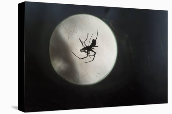 Silhouette of a Spider in the Back Light in Front of the Round Arachnida-Falk Hermann-Premier Image Canvas