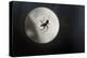 Silhouette of a Spider in the Back Light in Front of the Round Arachnida-Falk Hermann-Premier Image Canvas