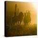 Silhouette of a Wrangler Roping Horses, Ponderosa Ranch, Seneca, Oregon, USA-Wendy Kaveney-Premier Image Canvas