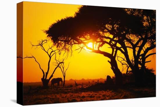 Silhouette of an African Elephant at Sunrise-Paul Souders-Premier Image Canvas