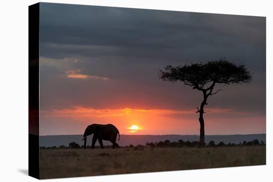 Silhouette of an African elephants walking at sunset. Masai Mara National Reserve, Kenya, Africa.-Sergio Pitamitz-Premier Image Canvas