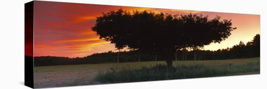 Silhouette of Apple tree at sunset, Bath, Sagadahoc County, Maine, USA-Panoramic Images-Premier Image Canvas