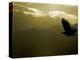 Silhouette of Bald Eagle Flying Against Mountains and Sky, Homer, Alaska, USA-Arthur Morris-Premier Image Canvas