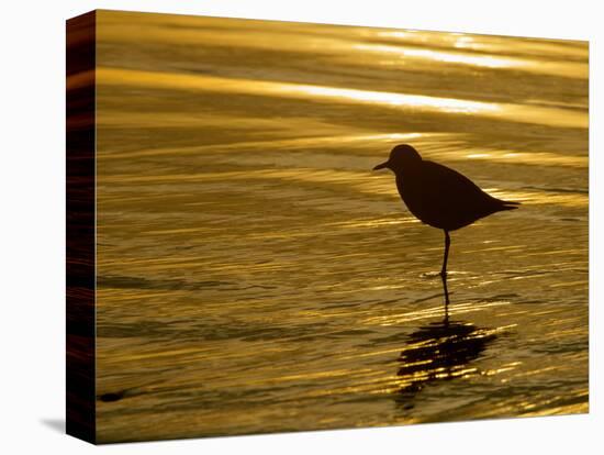 Silhouette of Black-Bellied Plover on One Leg in Beach Water, La Jolla Shores, California, USA-Arthur Morris-Premier Image Canvas