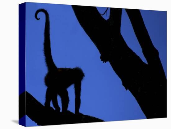 Silhouette of Black-Handed Spider Monkey Standing in Tree, Costa Rica-Edwin Giesbers-Premier Image Canvas