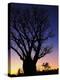 Silhouette of Boab Tree and Moon, Kimberley, Western Australia, Australia, Pacific-Schlenker Jochen-Premier Image Canvas