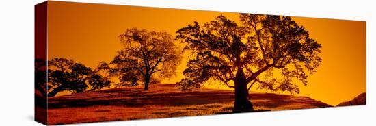 Silhouette of California Oaks Trees, Central Coast, California, USA-null-Premier Image Canvas