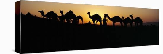 Silhouette of Camels in a Desert, Pushkar Camel Fair, Pushkar, Rajasthan, India-null-Premier Image Canvas