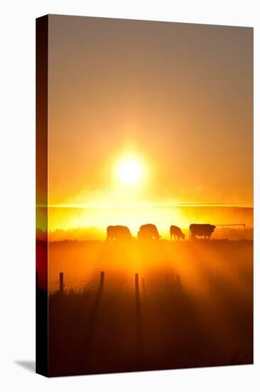 Silhouette of Cattle Walking across the Plans in Sunset-ImagineGolf-Premier Image Canvas