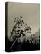 Silhouette of Cow Parsley-David Ridley-Premier Image Canvas