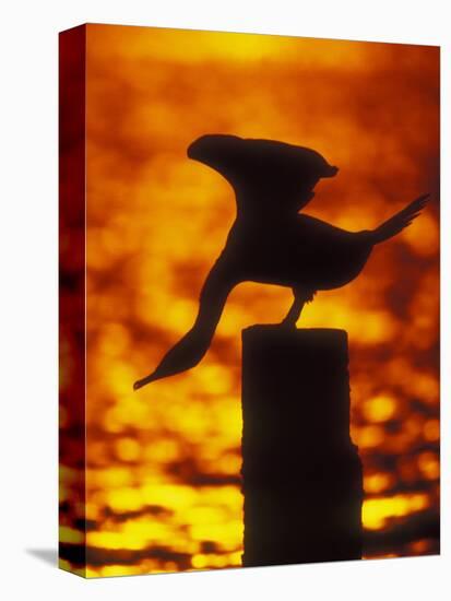 Silhouette of Double Crested Cormorant on Pile at Sunset, Jamaica Bay Wildlife Refuge, New York-Arthur Morris-Premier Image Canvas