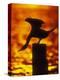 Silhouette of Double Crested Cormorant on Pile at Sunset, Jamaica Bay Wildlife Refuge, New York-Arthur Morris-Premier Image Canvas