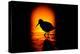 Silhouette of Dunlin foraging in shallow waters, Poland-Mateusz Piesiak-Premier Image Canvas