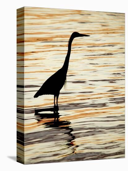 Silhouette of Great Blue Heron in Water at Sunset, Sanibel Fishing Pier, Sanibel, Florida, USA-Arthur Morris.-Premier Image Canvas