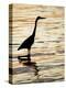 Silhouette of Great Blue Heron in Water at Sunset, Sanibel Fishing Pier, Sanibel, Florida, USA-Arthur Morris.-Premier Image Canvas