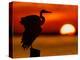 Silhouette of Great Blue Heron Stretching Wings at Sunset, Fort De Soto Park, St. Petersburg-Arthur Morris.-Premier Image Canvas