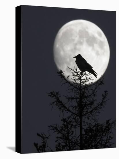 Silhouette of Hooded Crow (Corvus Cornix) Against Full Moon, Helsinki, Finland, December-Markus Varesvuo-Premier Image Canvas