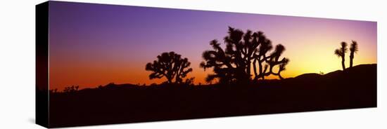 Silhouette of Joshua Trees in a Desert, Joshua Tree National Park, California, Usa-null-Premier Image Canvas