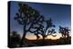 Silhouette of Joshua trees, Joshua Tree National Park, California, USA-null-Premier Image Canvas