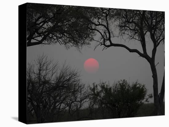 Silhouette of Leadwood Trees at Dusk, Linyanti Concession, Ngamiland, Botswana-null-Premier Image Canvas