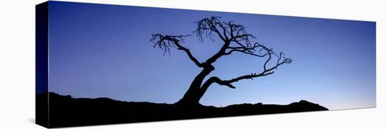 Silhouette of Limber Pine (Pinus flexilis) tree, Crowsnest Pass, Alberta, Canada-null-Premier Image Canvas