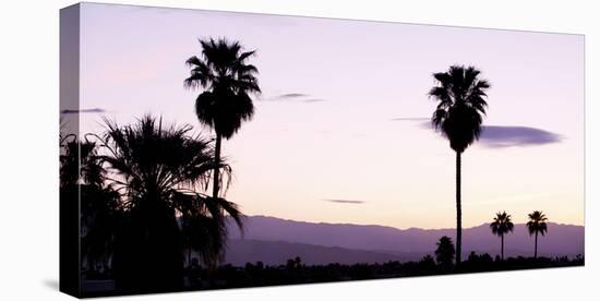 Silhouette of Palm Trees at Dusk, Palm Springs, Riverside County, California, USA-null-Stretched Canvas