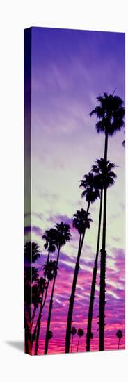 Silhouette of Palm Trees at Sunrise, Santa Barbara, California, USA-null-Premier Image Canvas