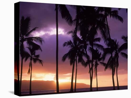 Silhouette of Palm Trees, Hawaii-Mitch Diamond-Premier Image Canvas