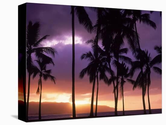 Silhouette of Palm Trees, Hawaii-Mitch Diamond-Premier Image Canvas