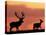 Silhouette of Red Deer Stag and Doe at Sunset, Dyrehaven, Denmark-Edwin Giesbers-Premier Image Canvas