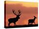 Silhouette of Red Deer Stag and Doe at Sunset, Dyrehaven, Denmark-Edwin Giesbers-Premier Image Canvas